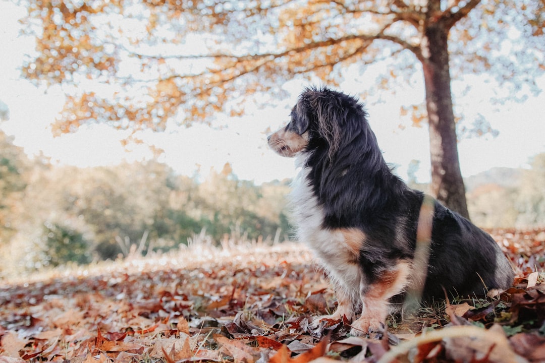 Photo Veterinarian, pets