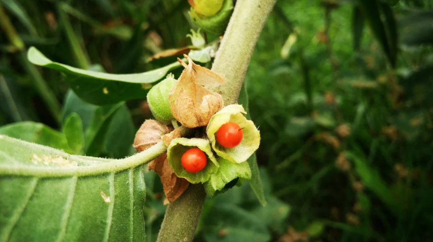 What Does Ashwagandha Do? A Comprehensive Guide to Its Benefits and Uses