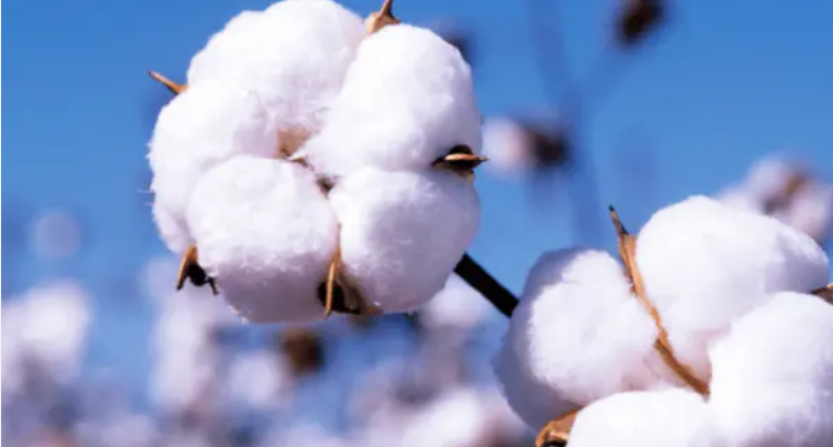 U.S. Cotton Rate: Analysing Current Trends and Future Outlook